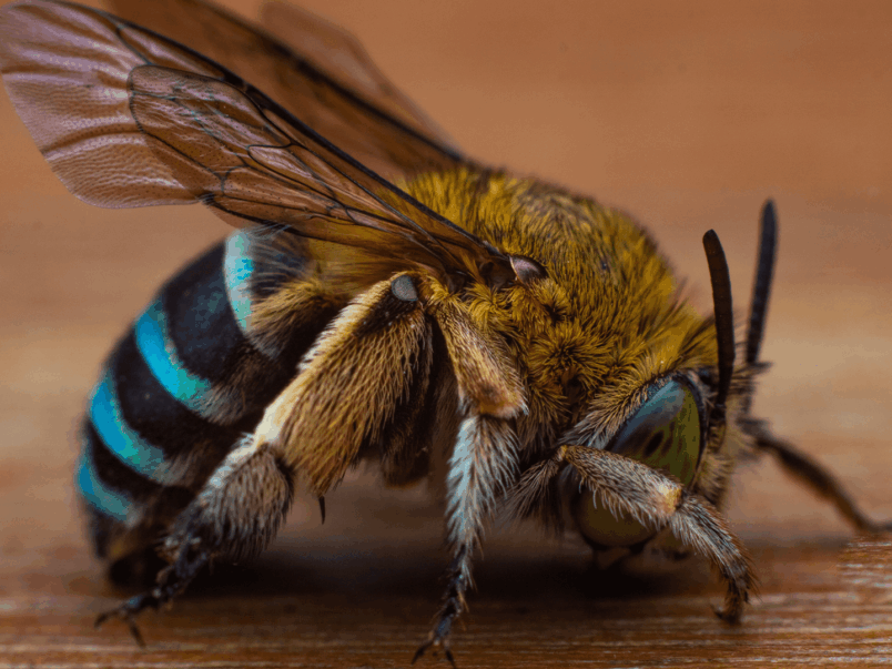 Blue-banded bee (Amegilla cingulata)